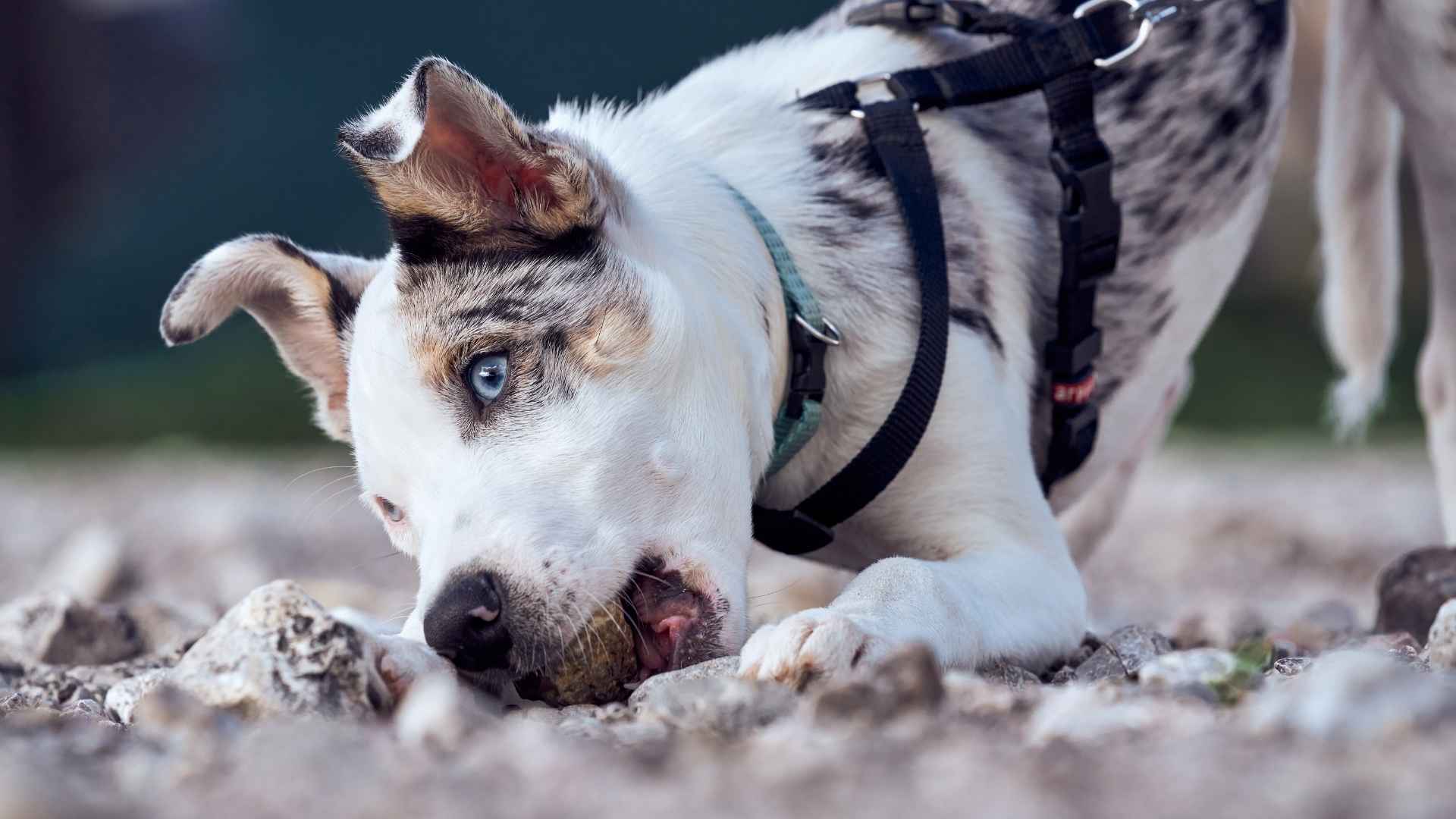 perro come piedras causas y peligros
